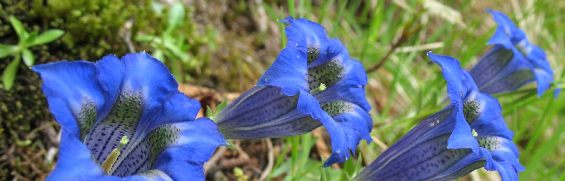 slider Fleur_bleue