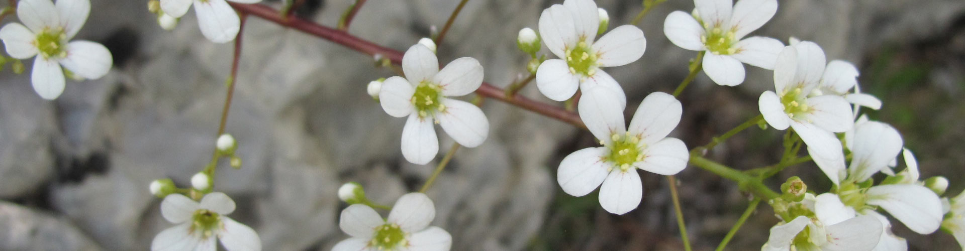 slider fleurs